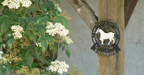 
                  La Vallée des Cerfs