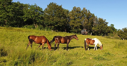 
                  La Vallée des Cerfs